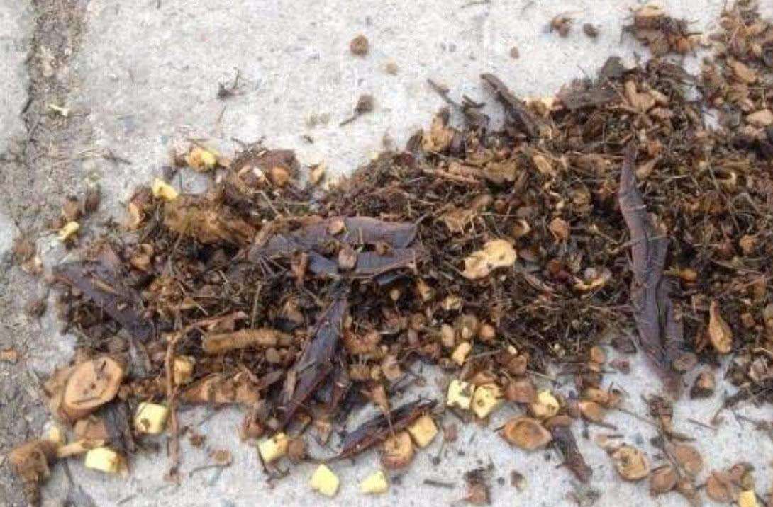 中藥渣、西藥渣、抗生素菌渣等糟渣