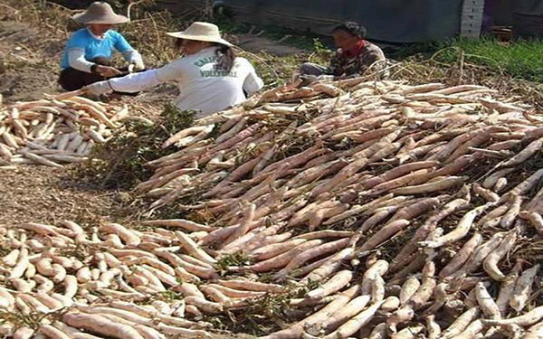 薯渣烘干生產(chǎn)線(xiàn)中都包含哪些設(shè)備